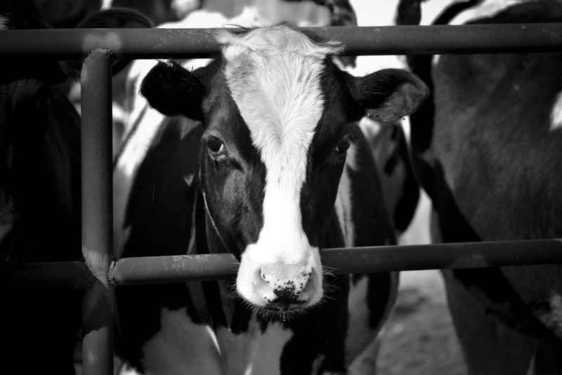 black and white, domestic, animal head, rural, portrait, nature, cattle, fence, animal, farming, head, boundary, countryside, ranch, herbivorous, rural Scene