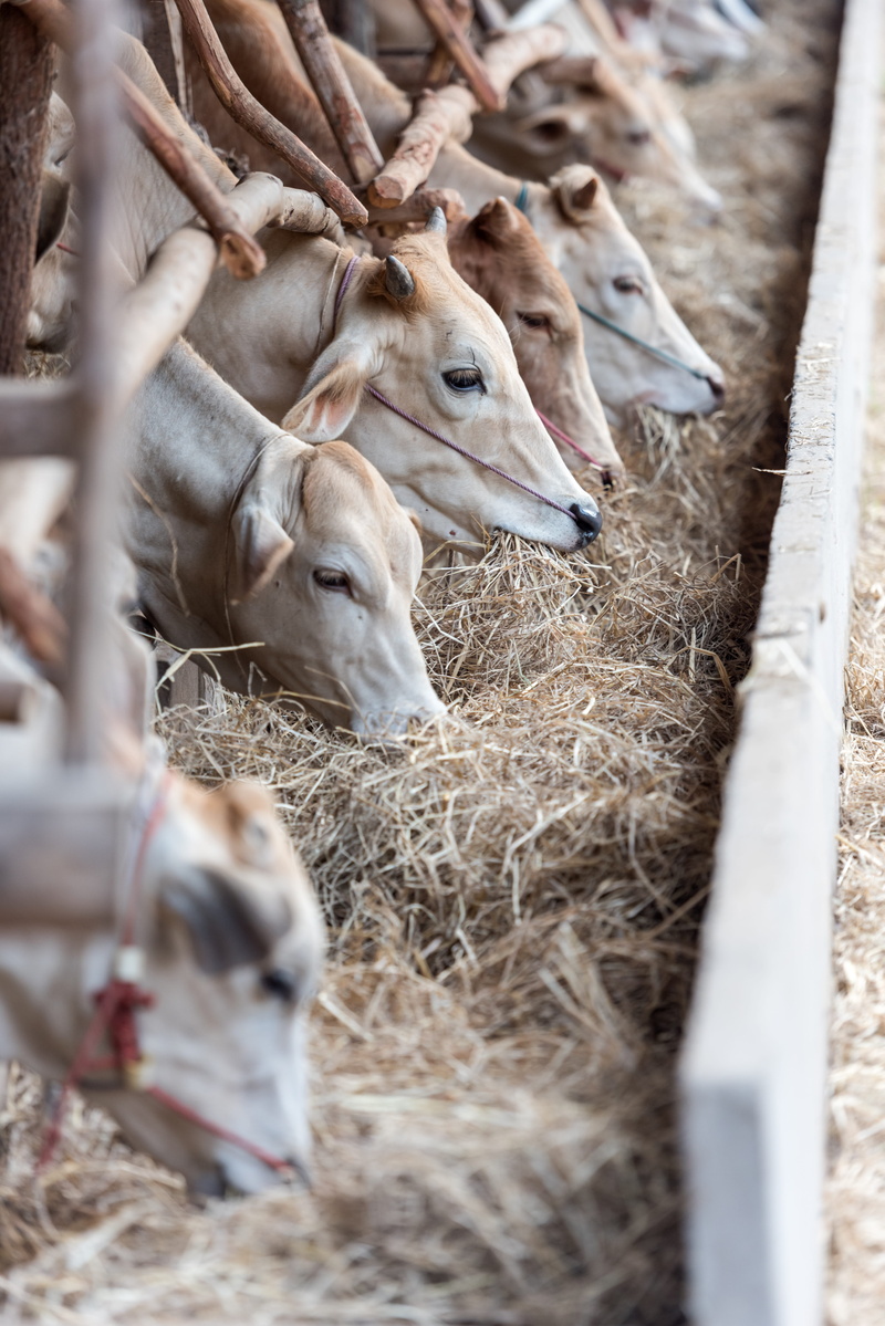 herbivorous, selective focus, hays, the cow, the person, animal themes, photography, countryside, focus, cream, hoof, brown, accord, golf club, livestock