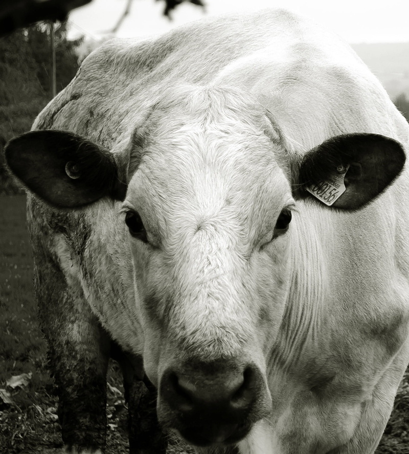 meat, calf, mammal, farm, pasture, barn, close-up, beef, vertebrate, Cow, beast, day, field, moo, country, domestic cattle, graze, natural, bull, livestock