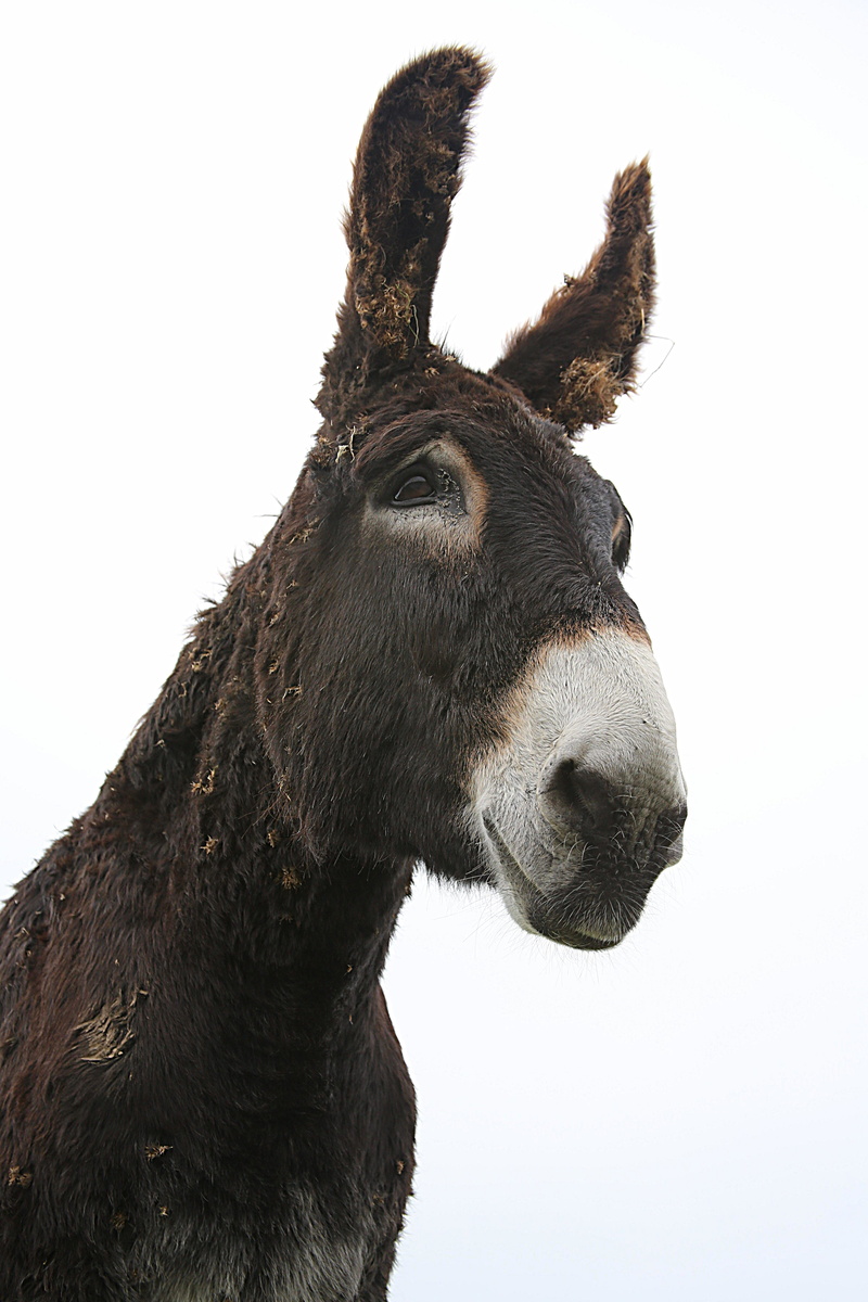 studio shot, mane, working animal, horse head, white background, gallop, animal eye, 5K, animal, donkey, gray, animal head, livestock, animal themes, herbivorous