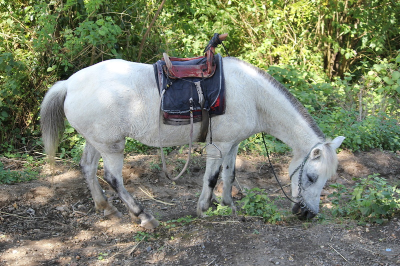nature, field, 1080P, white, horse back seat, mammal, plant, horse, horse shoe, animal wildlife, group of animals, vertebrate, livestock, land, white horse