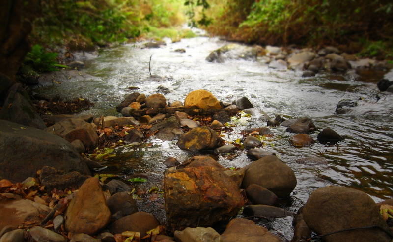 stream, river, trickle, 2K, flowing water, water, motion, leaf, texture, purity, rocks, stone, stones, pebble, leaves, flowing, shallow, movement, outdoors