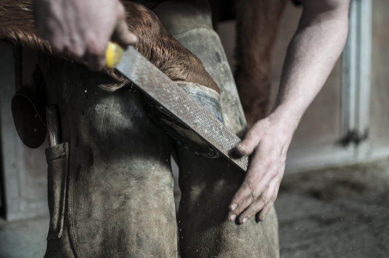 real people, holding, mechanic, smith, industry, work, animal, metal, care, farrier, horse shoe, human limb, job, man, hand, trade, 4K, hand tool, smithery