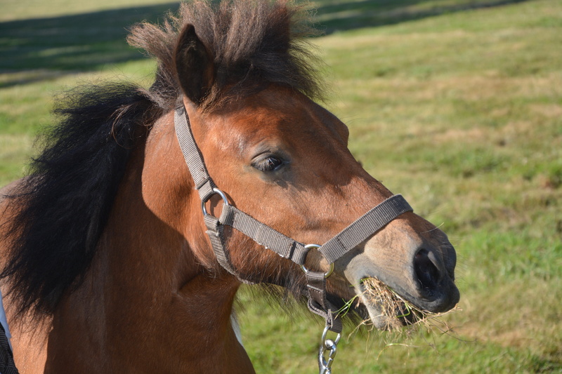 pets, working animal, shoe, animal eye, animal body part, nature, hiking, field, animal head, focus on foreground, marin, horseback riding, shetland pony