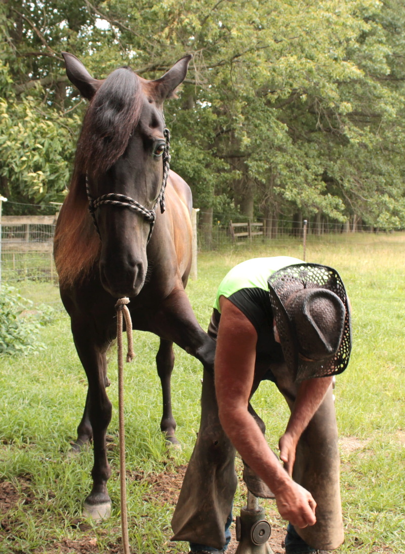 rural Scene, domestic animals, animal themes, equine services, working animal, sport, man, country, cowboy, vertebrate, day, herbivorous, animal, hoof