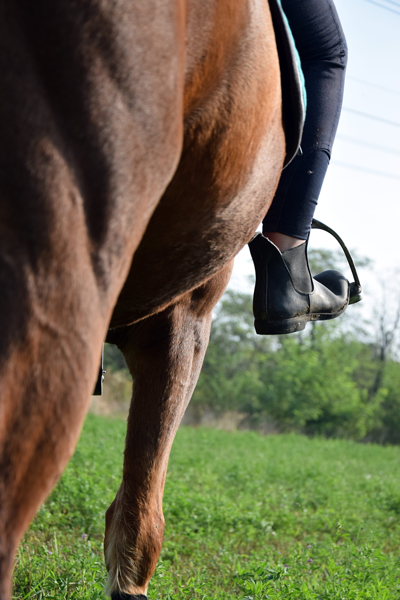 land, herbivorous, animal themes, Grass, horse, animal body part, mammal, field, nature, 5K, Horse, Ride, equestrian, outdoors, domestic animals, day