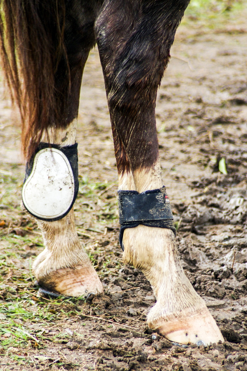 domestic animals, hair, land, outdoors, legs, shoe, one person, horse, vertebrate, human body part, low section, pet owner, livestock, pets, 2K, horse shoe