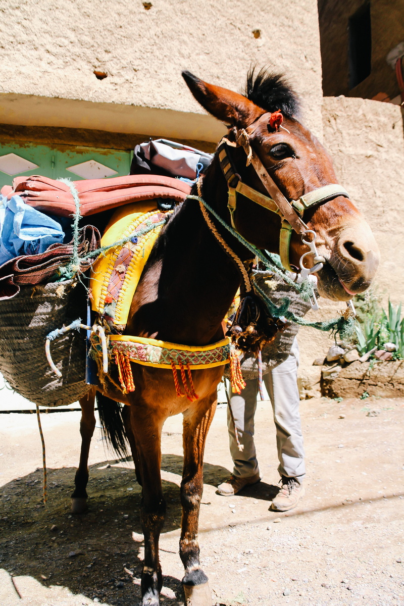 animal, shoe, footwear, vehicle, animal wildlife, animal themes, transportation, day, domestic animals, architecture, apparel, one animal, livestock, harness