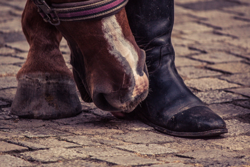 body part, human limb, animal leg, person, human body part, horse, animal themes, domestic, boots, 4K, animal body part, low section, close-up, shoe, domestic animals