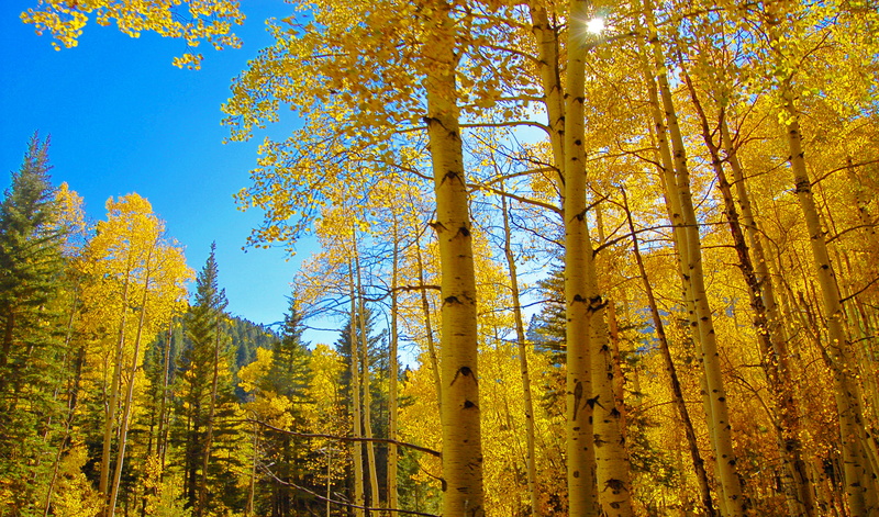 gold Colored, 2K, me, blue, sunlight, photo, tree, autumn, low angle, Finest, blue sky, National Geographic, animas, sky, angle, season, colorado, scenics