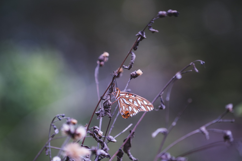 green, fragility, dried, insect, flower head, united states, beauty in nature, butterfly, growth, 8K, dry, dead plant, macro, nature, landscape, sony