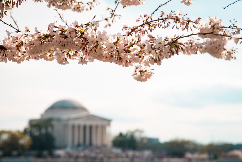 ashton sterling, washington, petaled, day, tree, cherry blossom, focus on foreground, springtime, dc, plant, 5K, blur, growth, photography, outdoors, white