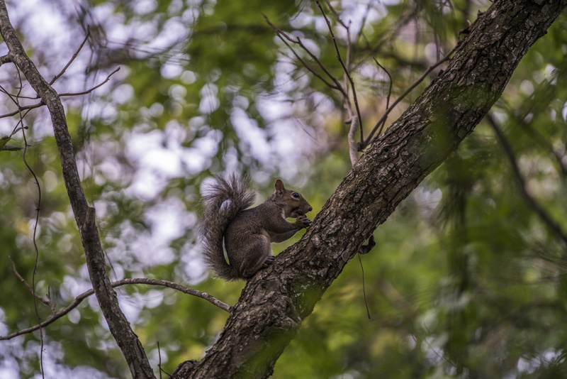 tree, animals in the wild, nature, texas, branch, animal themes, animal, animal wildlife, squirrel, 8K, no people, happy, day, plant, forest, plants, one animal