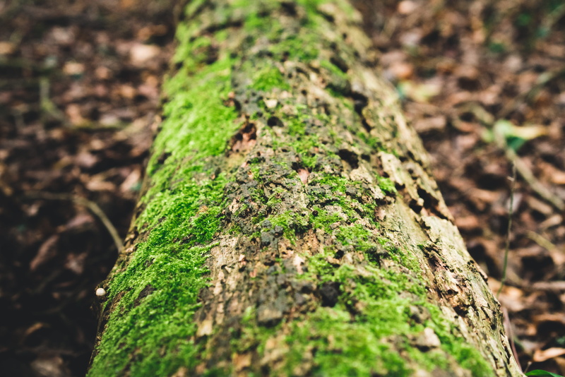 log, green color, woods, bark, tree trunk, fungus, no people, nature, moody, 55mm, forest, textured, outdoors, growth, united kingdom, tree, 8K, plant