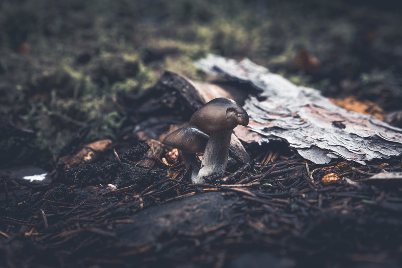 wood, wood - material, day, british columbia, vertebrate, animals in the wild, animal themes, field, no people, animal, canada, sony, 5K, outdoors