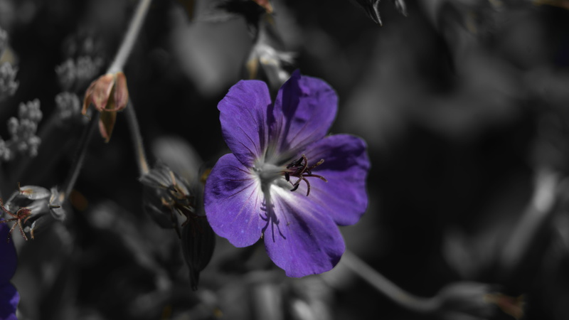 outdoors, selective focus, a7rii, vulnerability, day, macro, plant, bokeh, growth, focus on foreground, petal, fragility, no people, beauty in nature, freshness