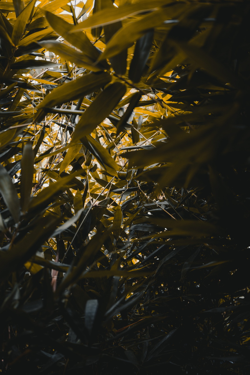 lighting, shadows, beauty in nature, close-up, sonya7rii, outdoors, no people, leaves, water, growth, mood, bamboo - plant, melbourne, a7rii, full frame