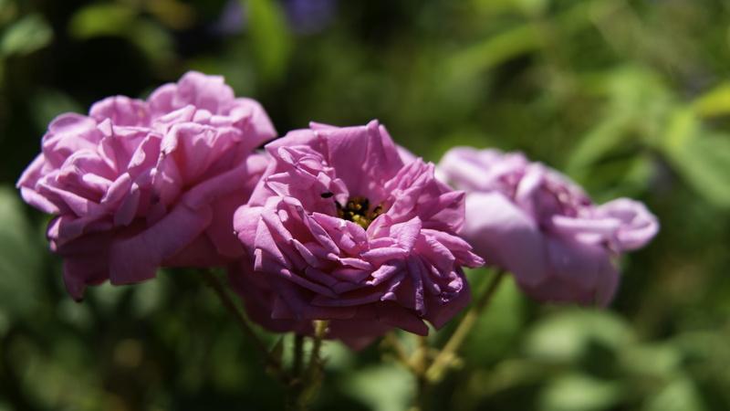beauty in nature, growth, outdoors, close-up, pink color, nature, petal, inflorescence, bokeh, vulnerability, day, lilac, no people, a7rii, macro, petals