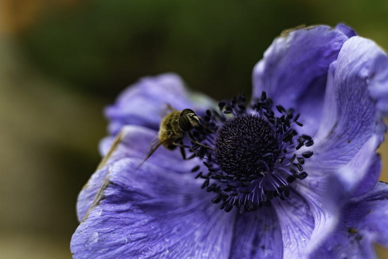 one animal, pollen, animals in the wild, flower head, no people, a7rii, close-up, insect, freshness, bokeh, united kingdom, inflorescence, sony alpha, macro