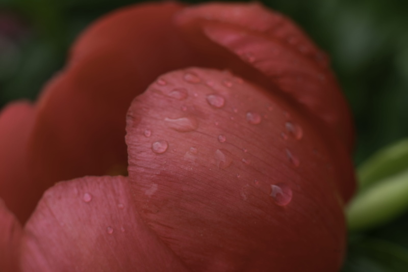 focus on foreground, wet, purity, united kingdom, dew, softness, freshness, bolsover castle, fower, extreme close-up, no people, a7rii, bokeh, fragility