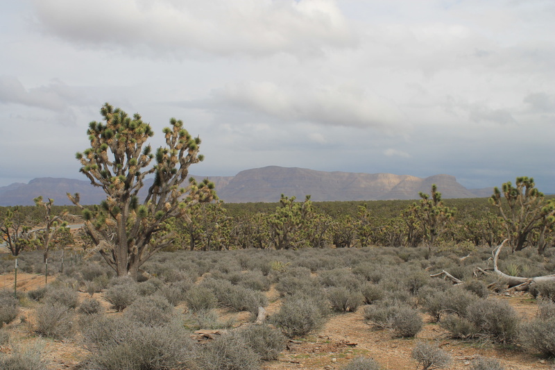 nature, josua tree, orange, scenics - nature, blue, pattern, wind, dry, no people, texture, growth, arid climate, america, horizontal, sunrise, semi-arid