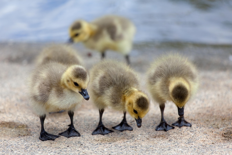 macro, Bird Photography, animal, 4K, gray, cute, Spring, goose, standing, bird, four, young Animal, ducklings, gosling, Goslings, nature, small, yellow