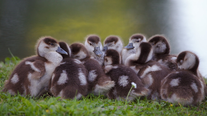 cute, goslings, birds, ducklings, Schwetzingen, Egyptian goose, nature, Schlossgarten, Ouette, Égypte, small, bird, 1080P, flock, animal, young Animal