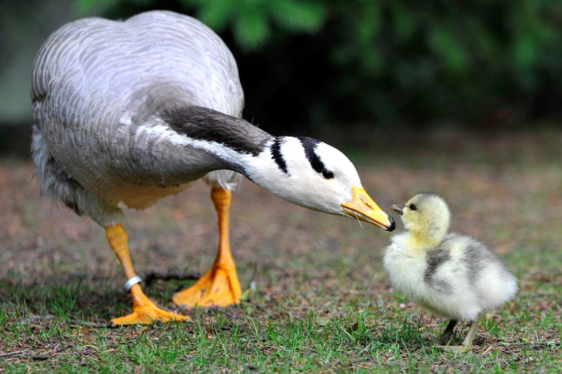 day, food, bar, young animal, beak, group of animals, headed, hungry, no people, gosling, animal, black, bird, eating, two animals, Animals, nature, animal family