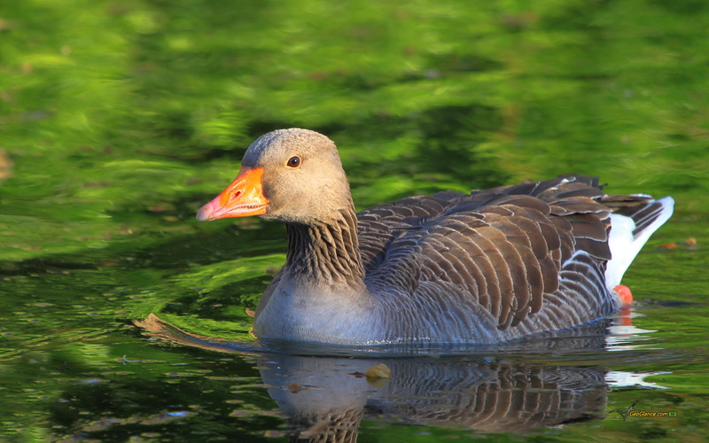 goose, 4k goose walllpapers, 1080P, photo, 1920x1200