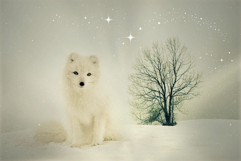 contrasts, surreal, tree, snow, fur, puppy, winter, snowflakes, starry sky, covered, sky, wintry, composing, frozen, wilderness, one animal, environment