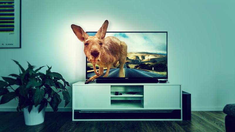 4K, domestic animals, wood floor, entertainment, fun, no people, unusual, scene, road, table, animal head, plant, domestic, funny, animal themes, furniture