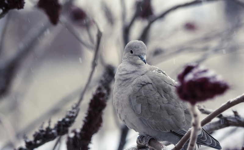 Bird, Snow, Dove, nature, plant, beauty in nature, cold temperature, snowing, collareddove, dove - bird, Animals, perching, no people, streptopeliadecaocto