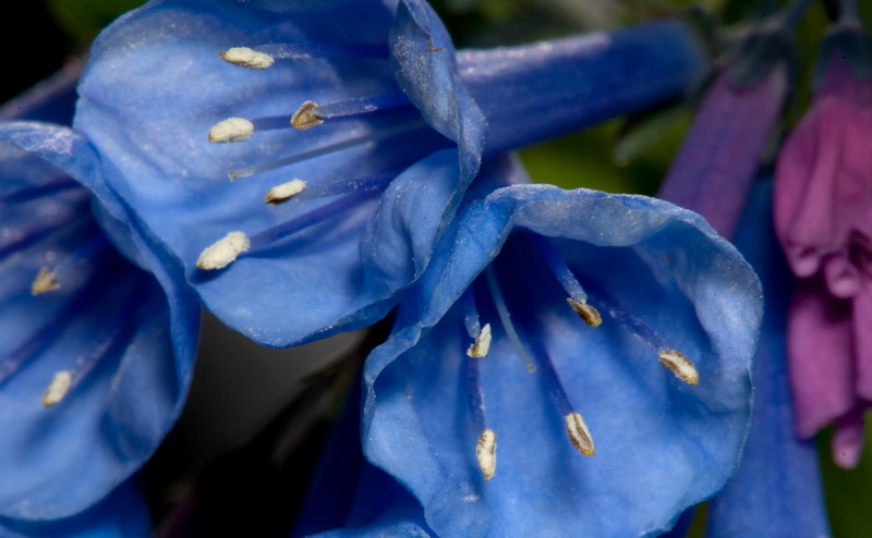 angiosperms, close-up, jersey, alike, Virginia, boraginaceae, botany, notcropped, Nature, focus on foreground, purity, beauty in nature, day, Plant, mvirginica