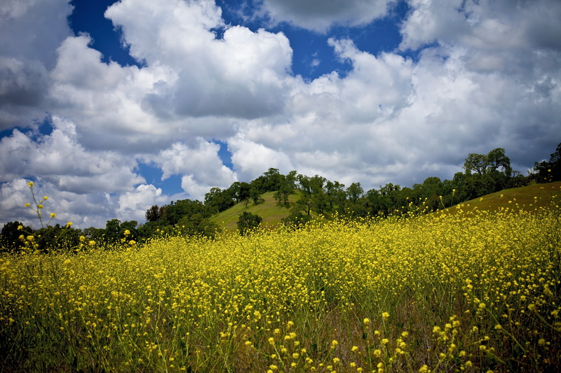 clouds, photo, farm, hills, canola, photography, usa, beautiful, favorite, weekend, landscape, cloudy, flower, ttv, mustard, crop, rural Scene, 5K, eos