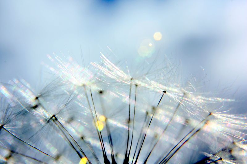 dandelion, airborne, flieger, hayfield, grassland, plant, creativecommons, koi, fly, close up, microcosmos, board, 4K, nature, stopmotion, aviation, leaves