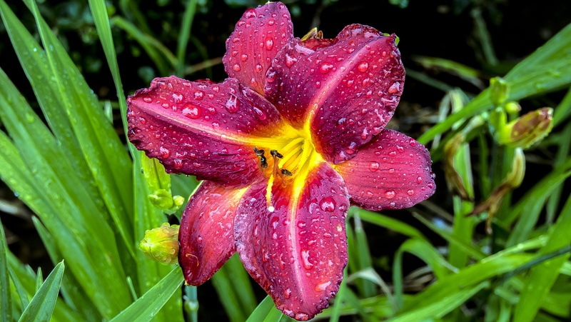 close  up, macro, california, yellow, lily, dew, Lily flower, rain, red, close-up, Wet, nature, purple, yard, daytime, bloom, detail, creativecommons, 4K