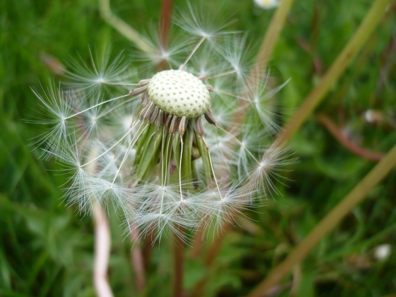 nature, creativecommons, stock, summer, 2K, selective focus, plant, germany, growth, flower, close-up, photography, green, Dandelion, selective, focus