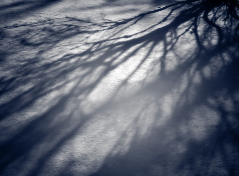 havre, pattern, focus on shadow, day, pepin, commons, Winter, wispy, unitedstates, Snow, Community, Shadow, scenics - nature, Branches, softness, low angle view