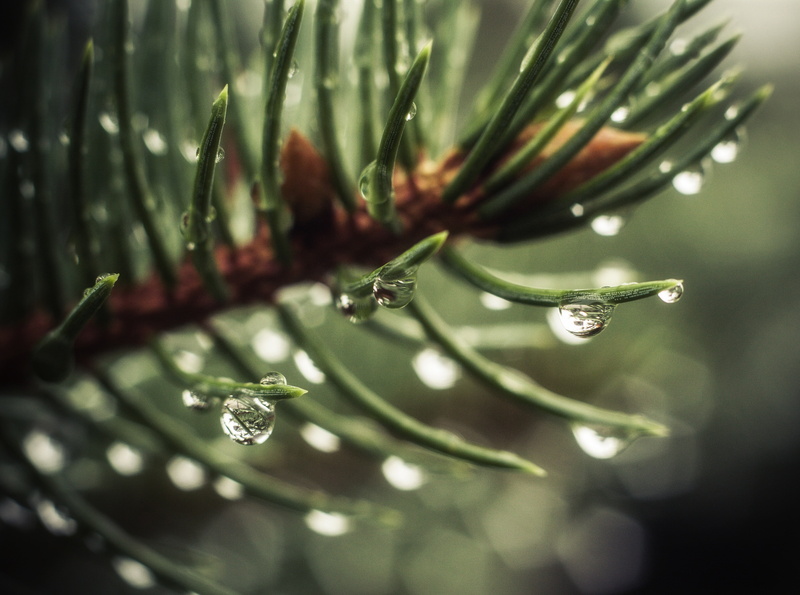 Raindrop, leaf, fall, Spruce, outdoors, beauty in nature, freshness, close-up, drop, coniferous tree, creativecommons, green, growth, purity, little, plant