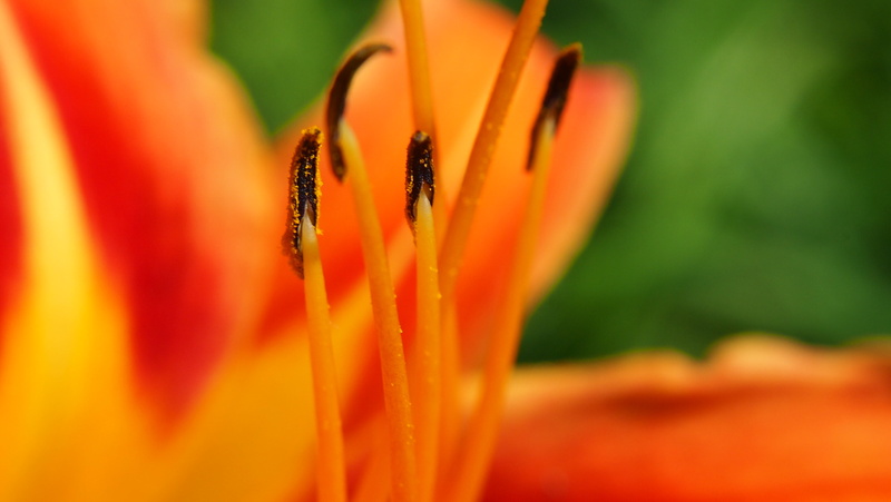lily, tiger  lily, close  up, Tiger Lily, pasadena, Macro, close-up, yellow, orange, 4K, red, pollen, petal, tiger, pistil, nature, plant, closeup, creativecommons