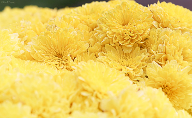 Leaves, fragility, Photography, freshness, Blossom, growth, plant, flora, chrysanthemum, Nature, petal, Bloom, saturated, inflorescence, mums, blooms, Blossoms
