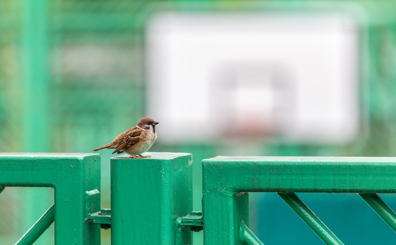 basketballcourt, focus on foreground, side view, Ground, day, one animal, creativecommons, Colors, hongkong, wood - material, railing, animal wildlife