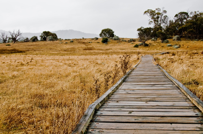 lightroom, f/8.0, beautiful, australia, oz, wood - Material, Winter, wooden, walkway, canberra, f/3.5, creativecommons, gumtree, nature, tree, fields, Yankee