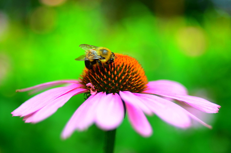 garden  plant, brown, scary, friendly, animal, Flower, Nectar, Summer, Pollen, pollination, photo, focus, Arlington, creative  commons, Nikon D7000, warm