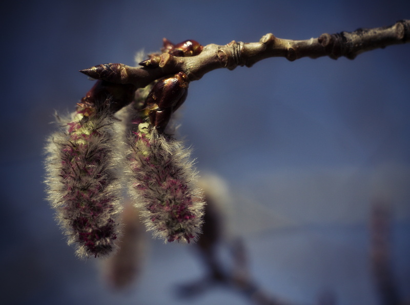 Macro, tremuloides, commons, sky, Creative, insect, Spring, unitedstates, populustremuloides, catkin, creativecommons, populus, aspen, flower, freshness