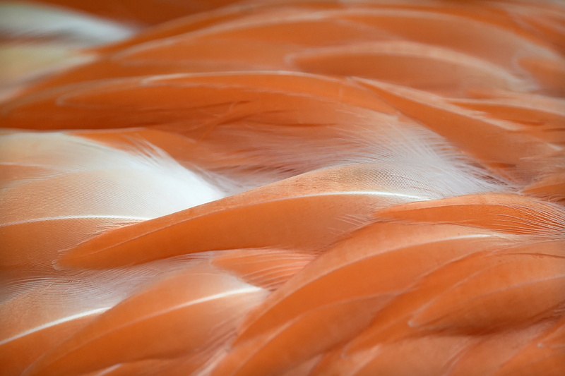 flightless bird, closeup, American flamingo, 2K, macrophotography, Florida Keys, Phoenicopterus, abstract, orange, red, Key West, feathers