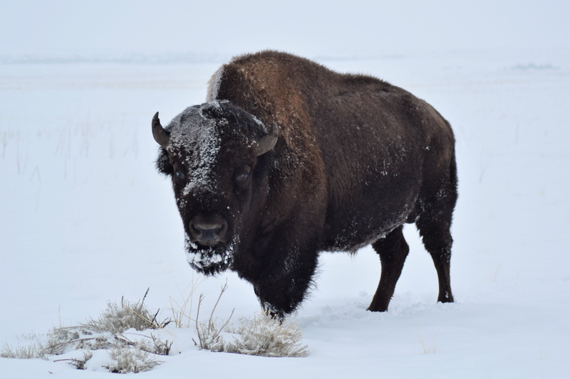 one animal, herbivorous, animal themes, bull, western, bison, winter, outdoors, mammal, animal wildlife, standing, buffalo, ice, cow, nature, cold temperature