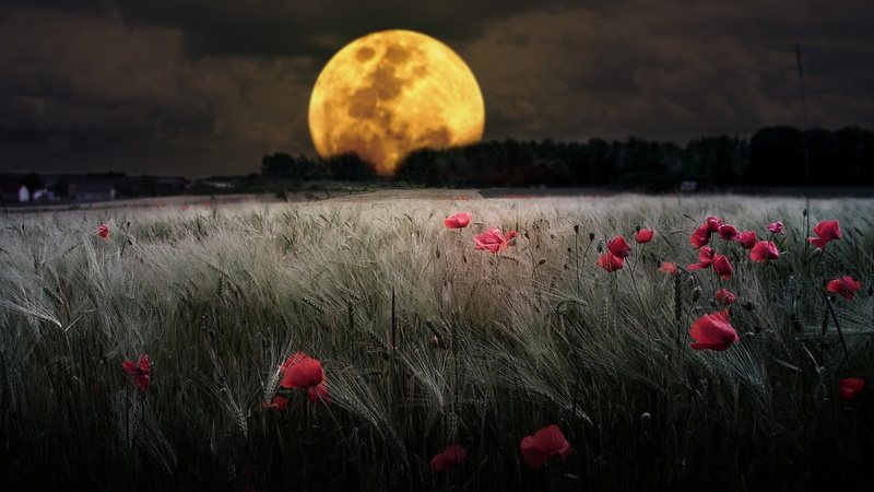1080P, the moon, nature, yaki, field, flowers