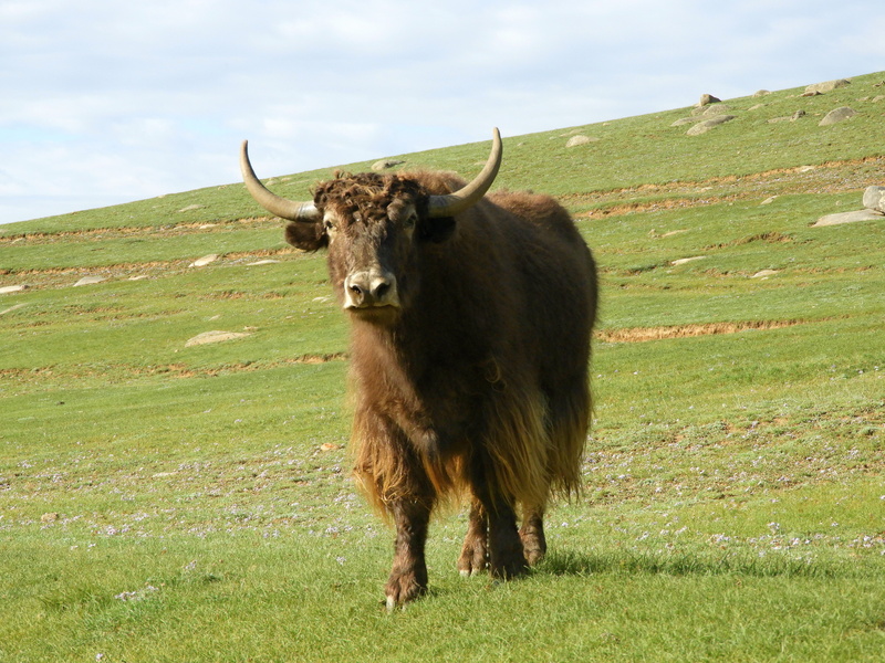 sheep, livestock, highland cattle, mongolia, 5K, outdoors, mammal, summer, pets, mountains, green color, animal themes, vertebrate, plant, herd, one animal