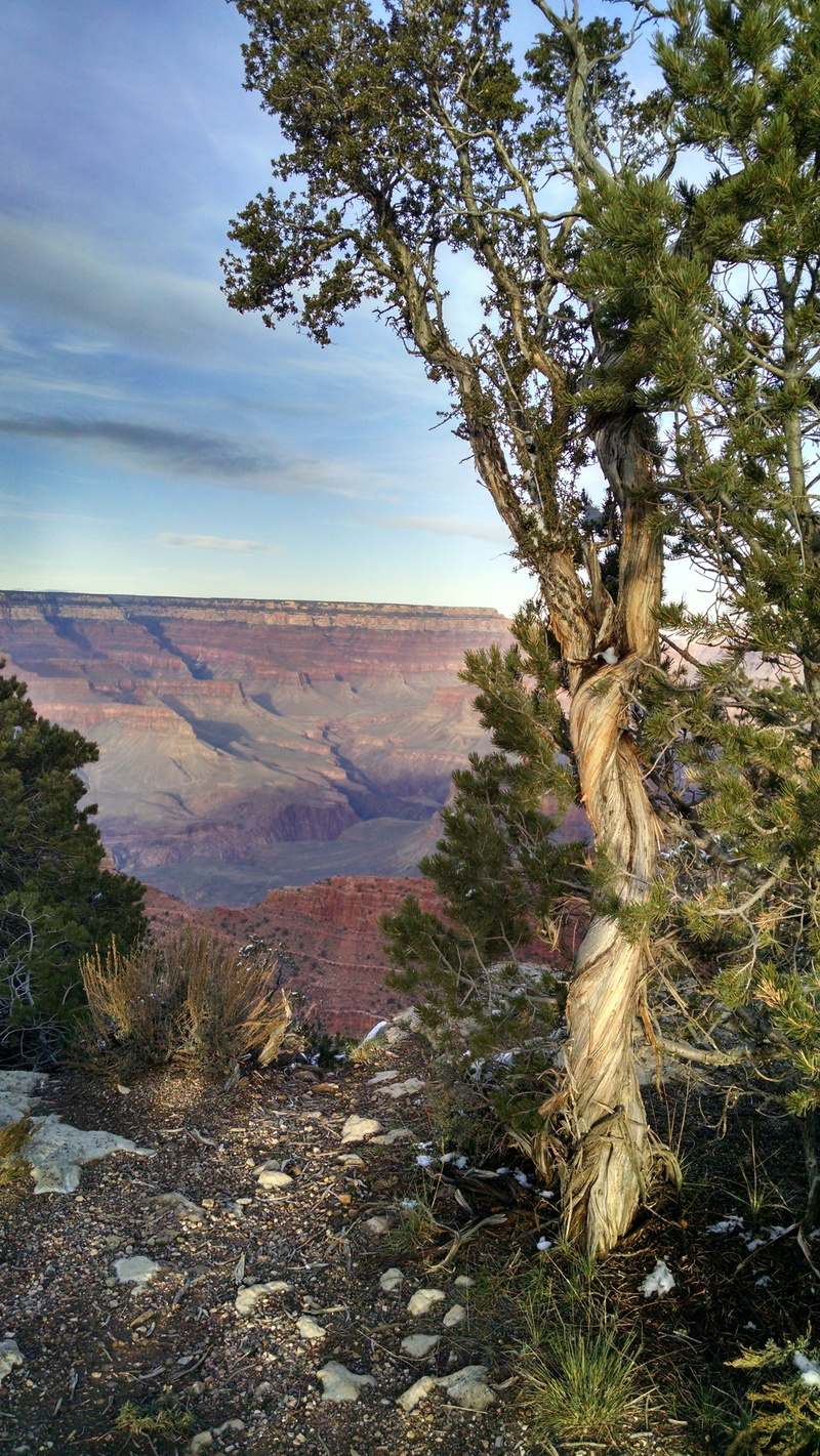 scenics - nature, day, growth, southwest, no people, usa, grand canyon south rim, sky, plant, non-urban scene, nature, outdoors, cloud - sky, mountain